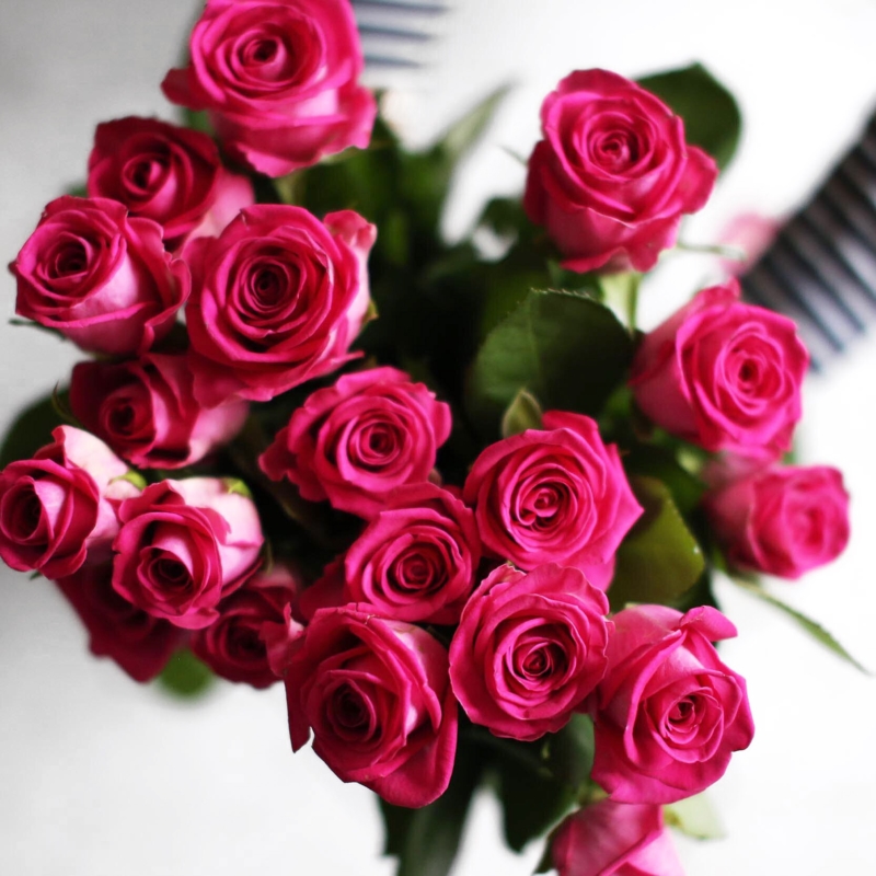 rosen pink