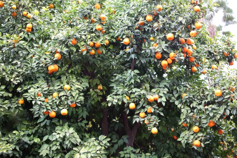 Orangen Marrakech