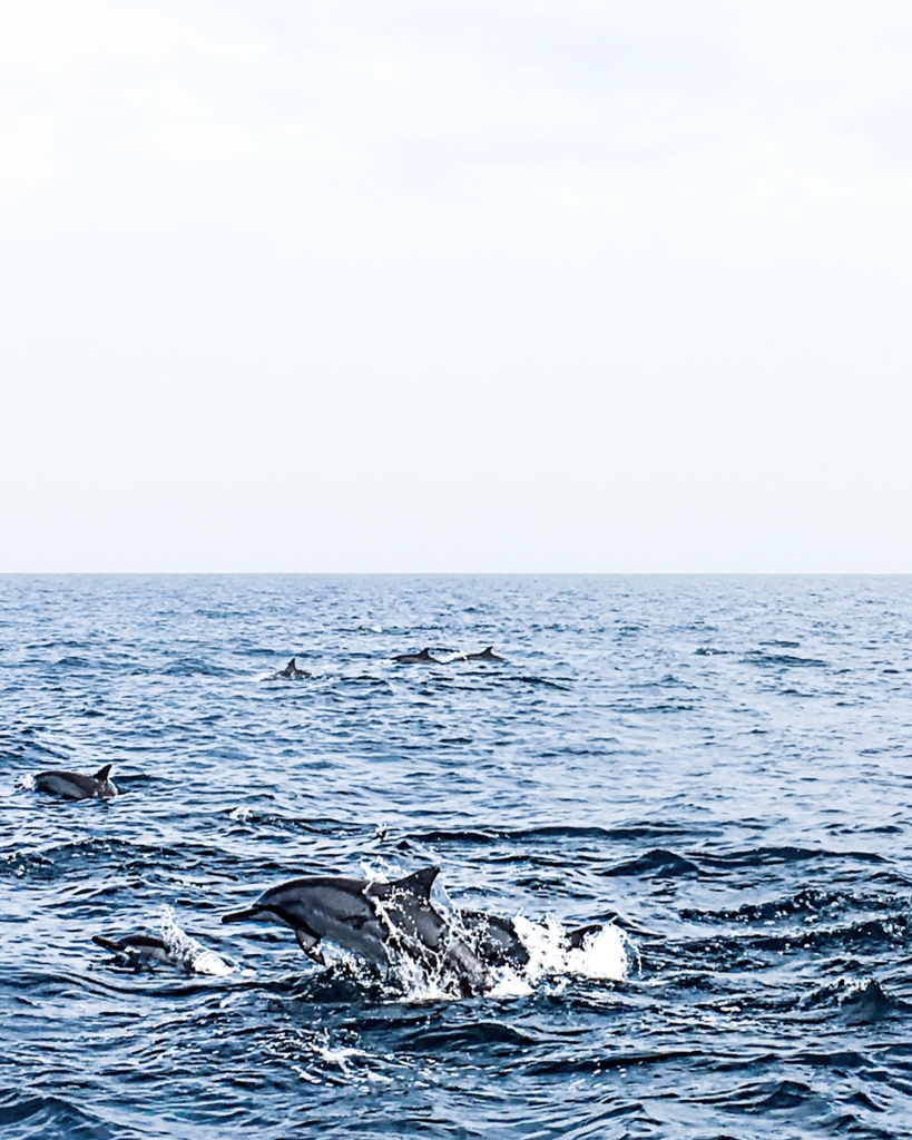 ocean, dolphins