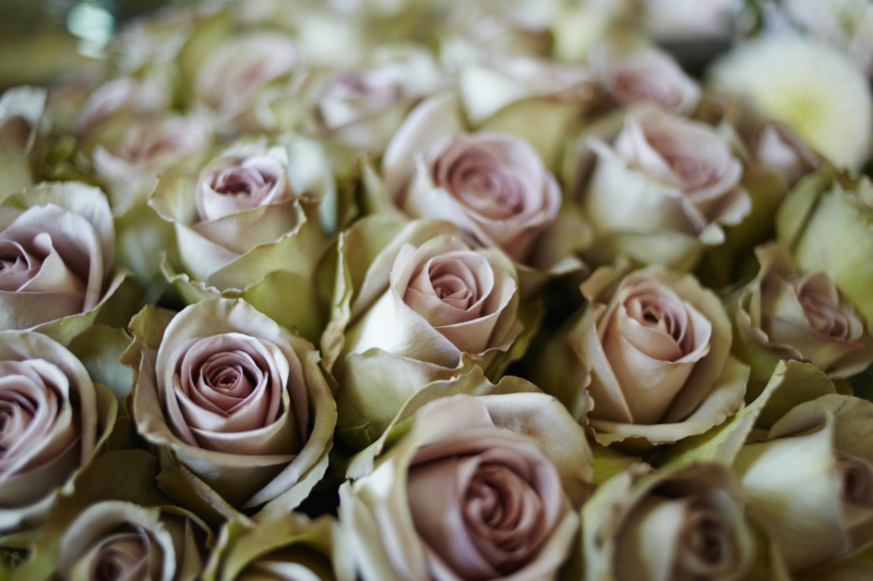 Blumen, Lieblingsblume, Tollwasblumenmachen.de, Rosen, lilane Rosen