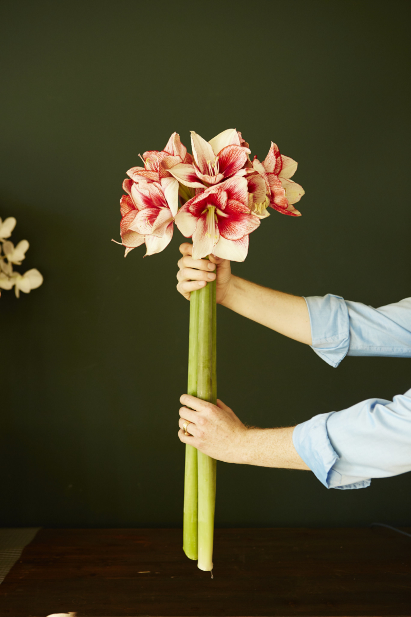 Blumen, Lieblingsblume, Tollwasblumenmachen.de