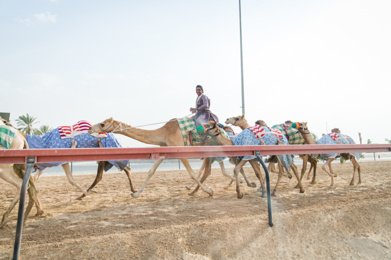 Kamelrennen